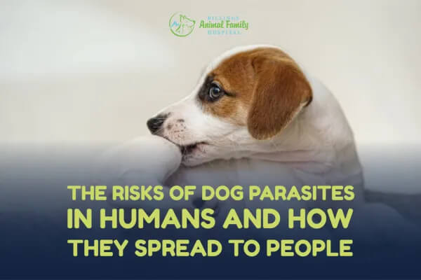 Risks Of Dog Parasites In Humans