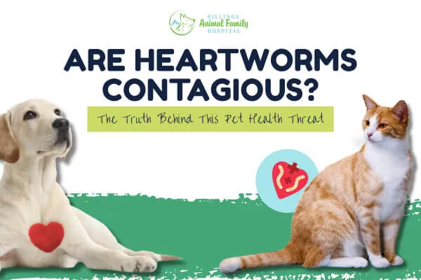 Heartworms