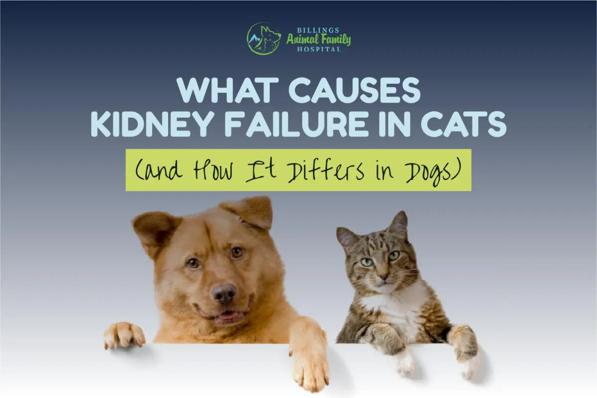 What Causes Kidney Failure In Cats & Dogs