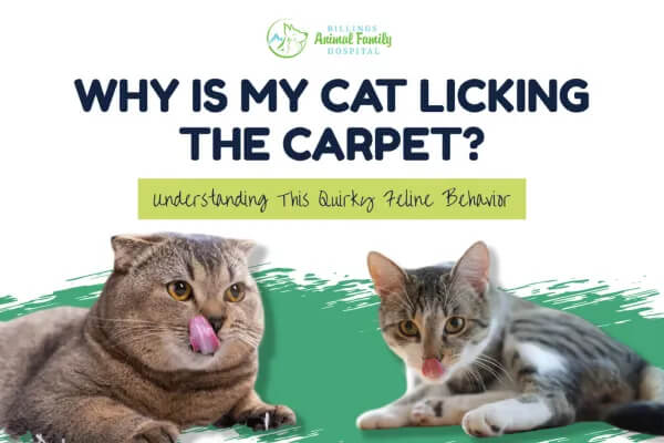 Why Is My Cat Licking The Carpet?