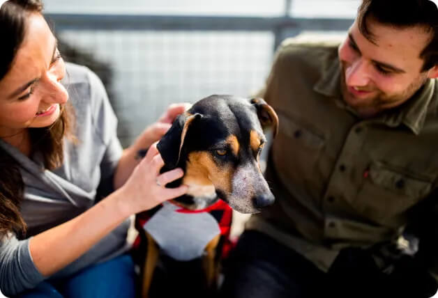 dog getting attention from owners