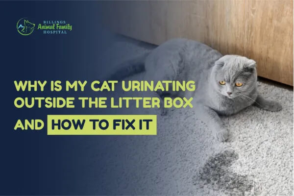 Why Is My Cat Urinating Outside The Litter Box