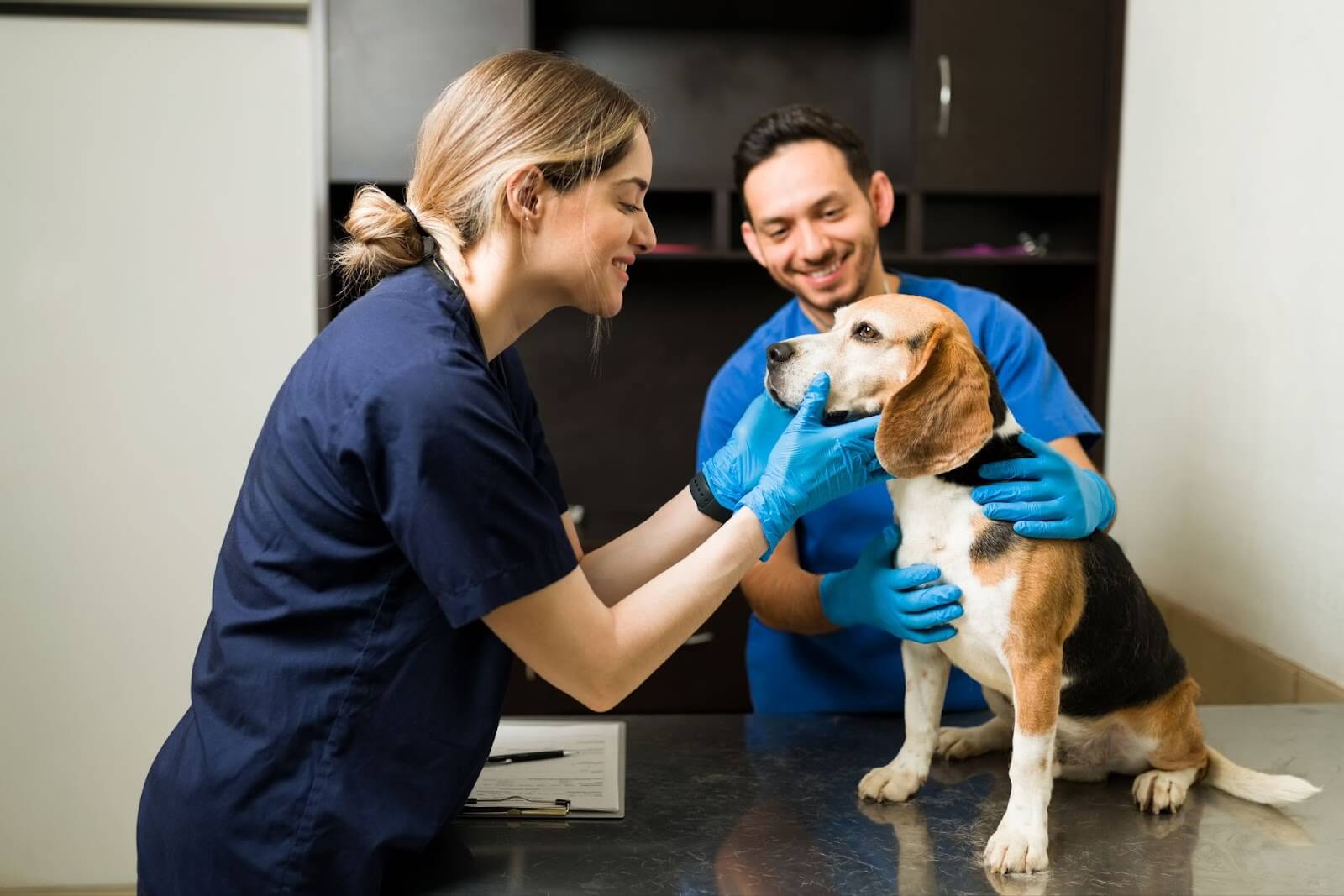 Vet checking a beagle