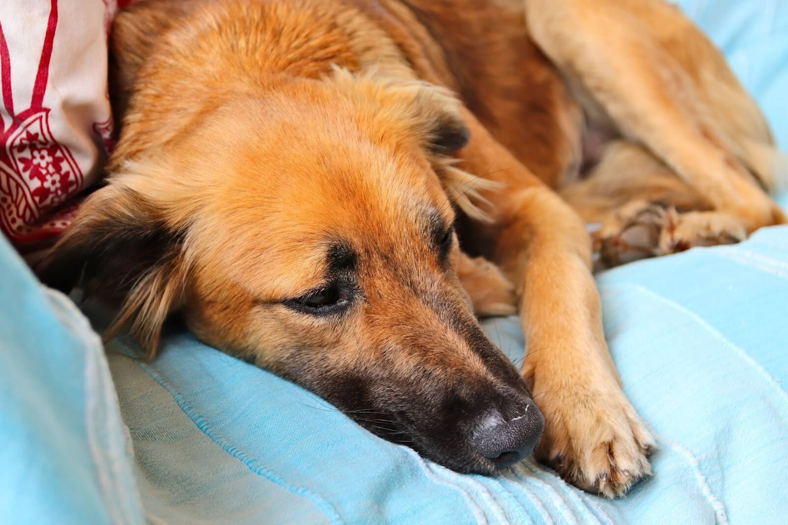 dog sleeping