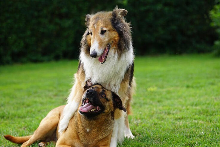 A sheep dog and a friend playing
