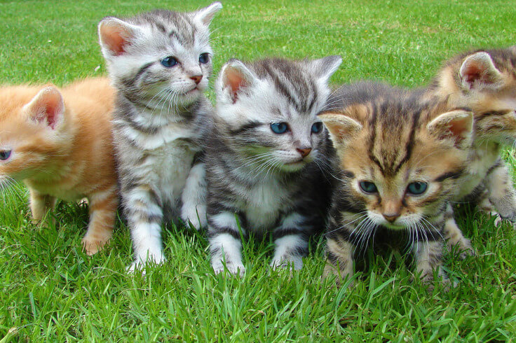 kittens on the grass