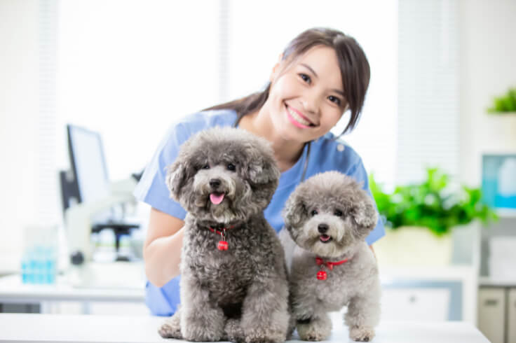 Vet with two poodle dogs