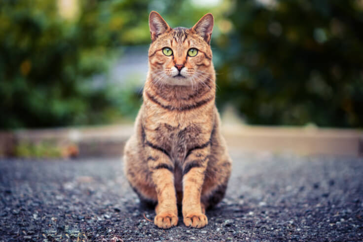 Ginger cat sitting very nicely