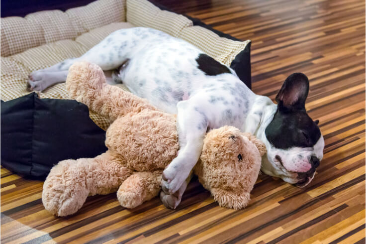 French bulldog sleeping