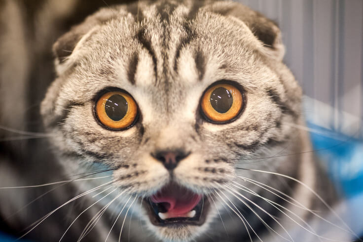 Cat looks shocked