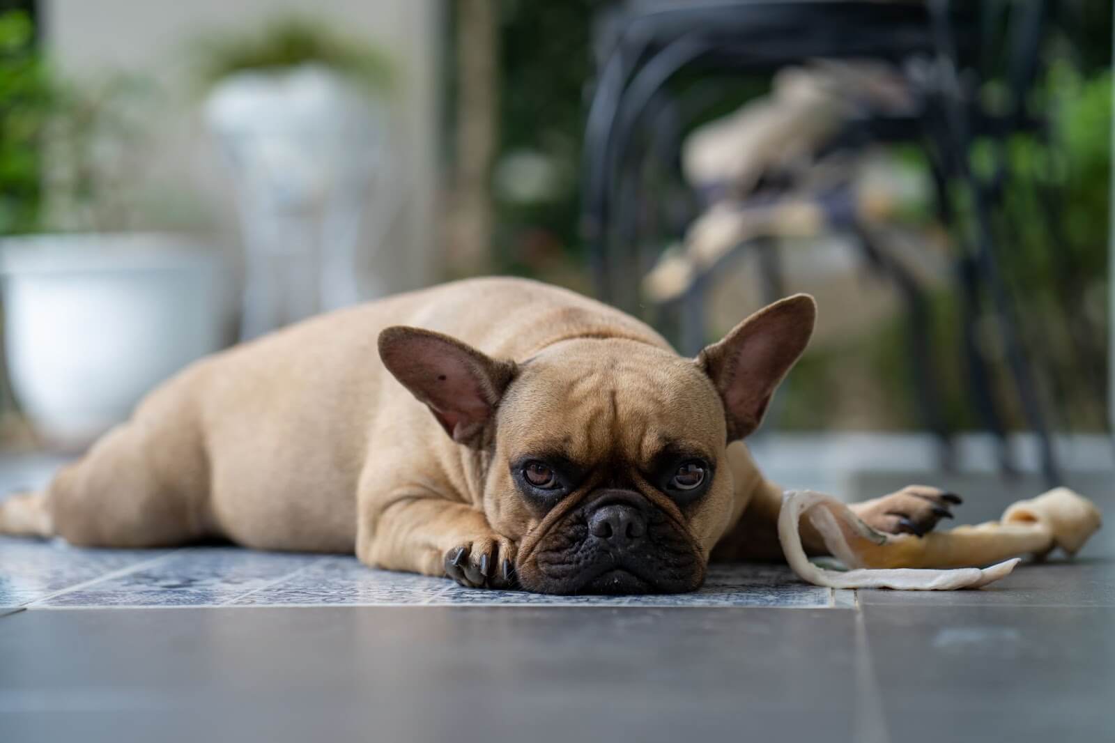 Pug / French bulldog laying on the floor