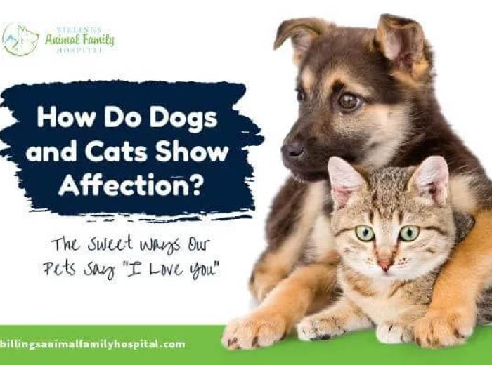 How Do Cats And Dogs Show Affection?