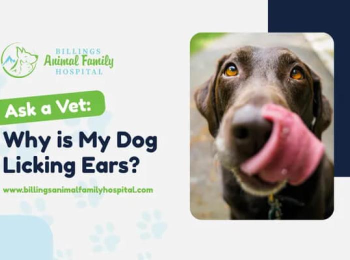 Why Is My Dog Licking Ears?