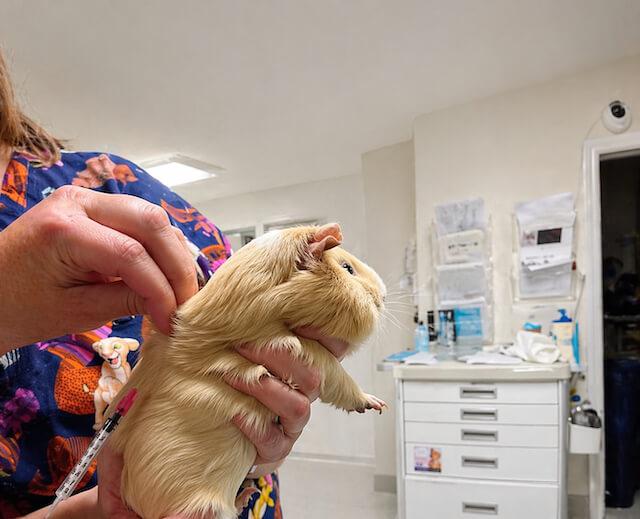 Exotic Animal Care