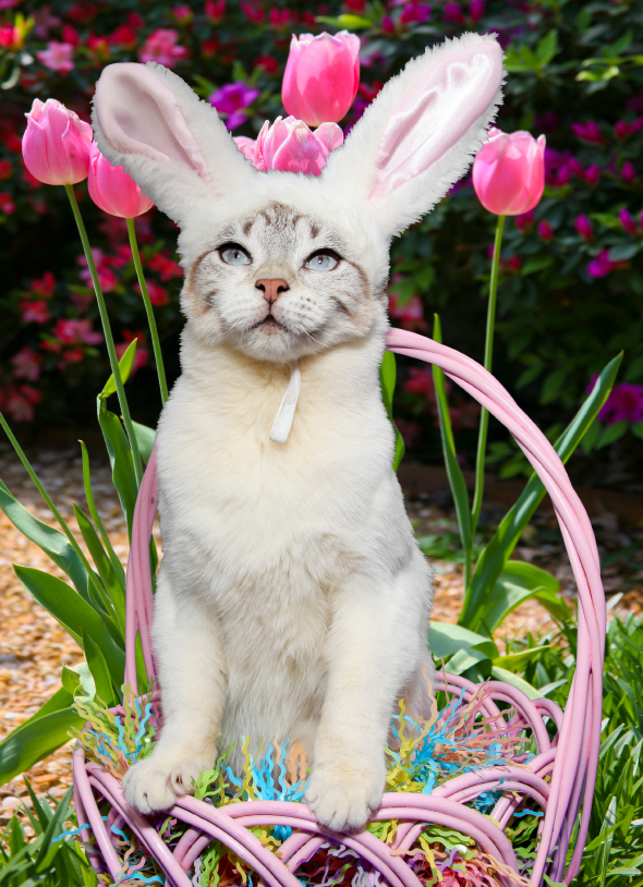 Easter Pet Safety - Billings Animal Family Hospital Blog