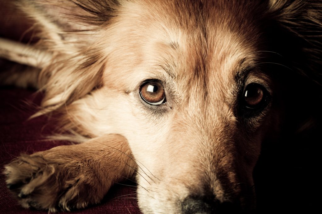 Gone but Not Forgotten: Understanding Pet Grief