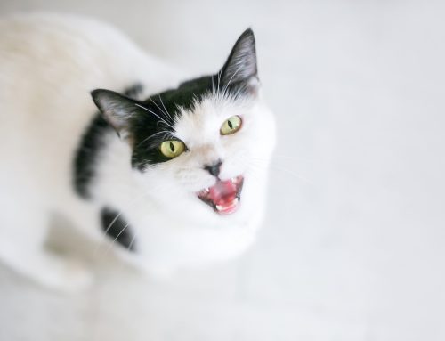 Figuring Out Your Feline: Interpreting Cat Communication Cues
