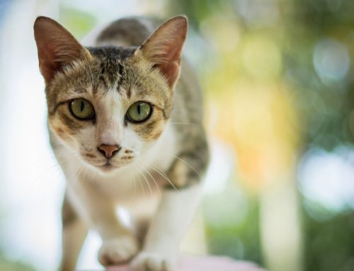 “Feline” the Love: Why Cats Need Regular Veterinary Care, Too