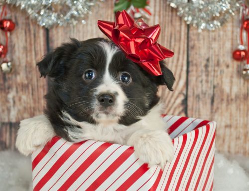 Heartbreak for the Holidays: Why Pets Do Not Make Good Gifts