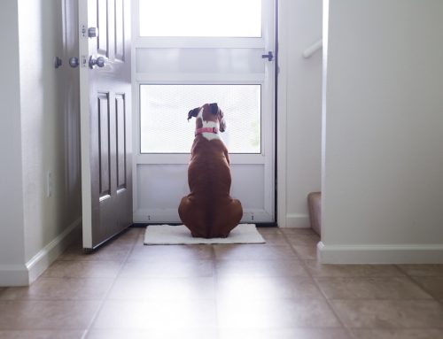 Avoiding Separation Anxiety in Pets