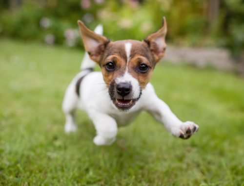 Four Steps to a Well-Behaved Puppy