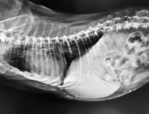 A Pet Owner’s In-Depth Guide to Intervertebral Disc Disease