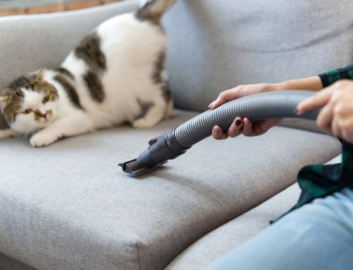 Things That Go Boom: FAQs About Noise Aversion in Pets