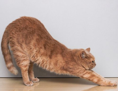 Feline Arthritis: More Common Than You Think
